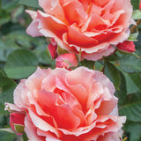 Apricot Candy