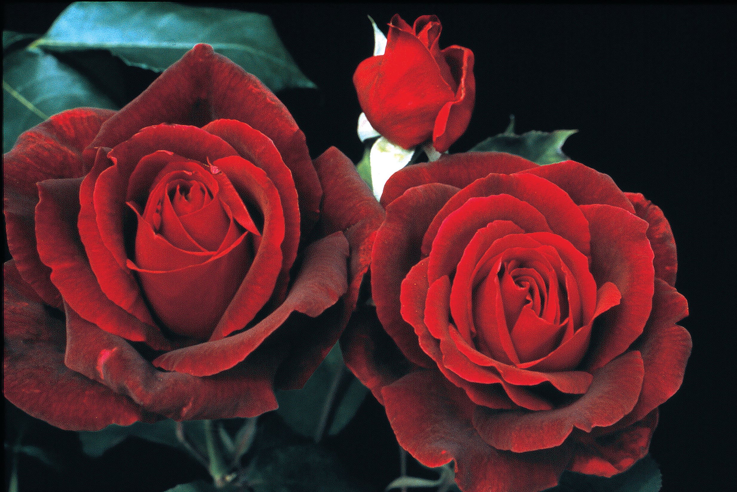 Slide image