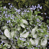 Frost Magic Siberian Bugloss