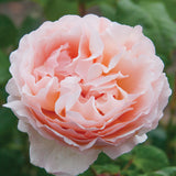 Princess Charlene De Monaco Rose