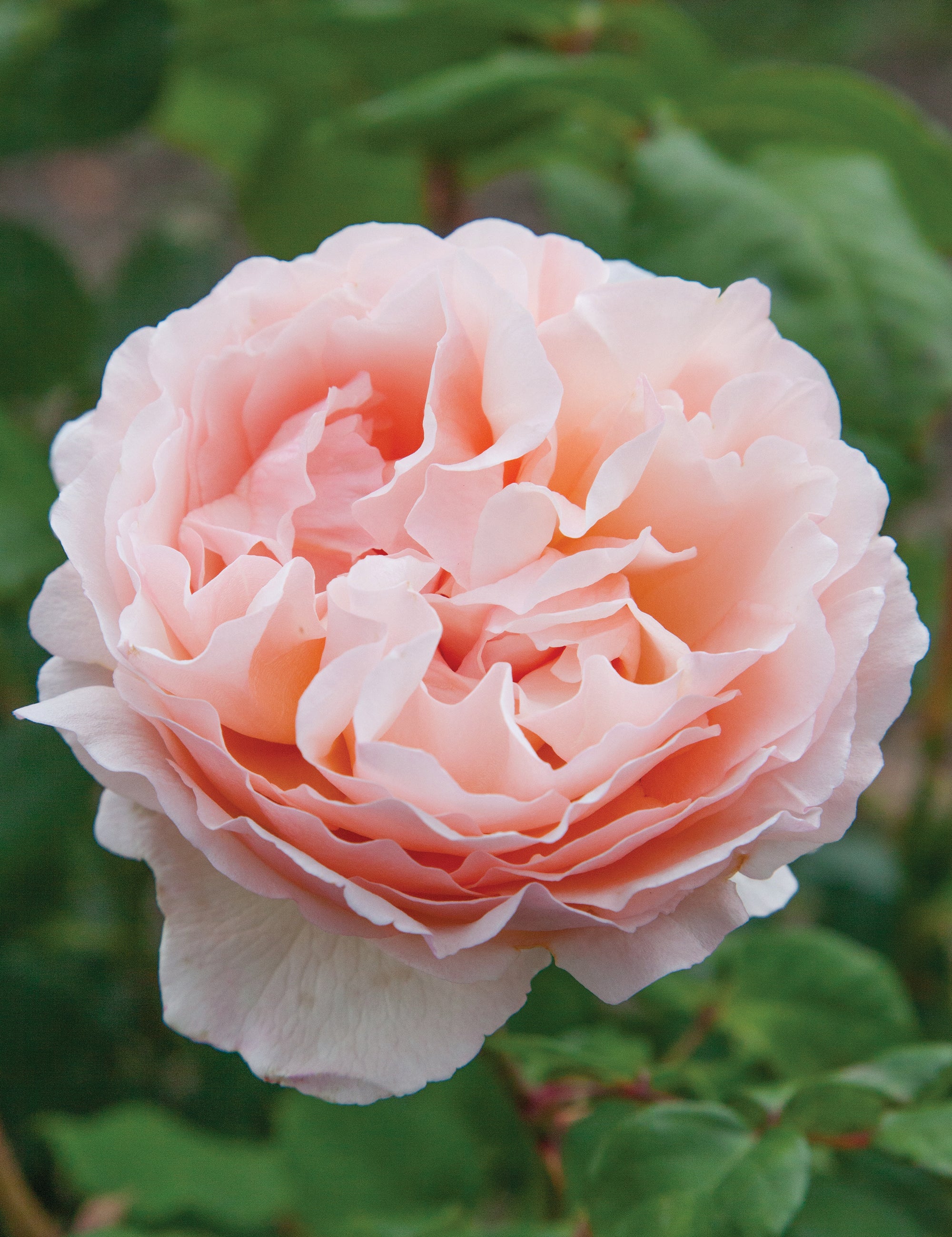 Princess Charlene De Monaco Rose