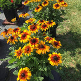 Rising Sun Chestnut Gold Black-Eyed Susan