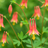 Eastern Red Columbine