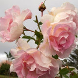Touch of Pink