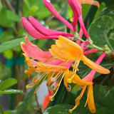 Coral Honeysuckle