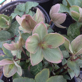 Helleborus . Ivory Prince
