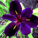 Louisiana Black Gamecock Iris