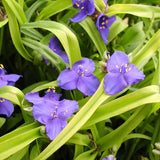 Sweet Kate Spiderwort