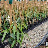 Snowdrift Evergreen Clematis