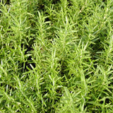 Prostratus Creeping Rosemary