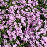 Fort Hill Creeping Phlox