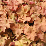 Caramel Heuchera