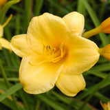 Daylily Stella d'Oro