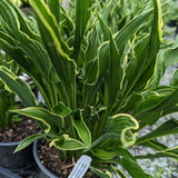 Praying Hands Hosta