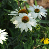 Powwow White Coneflower