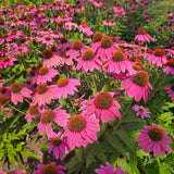 Powwow Wild Berry Coneflower