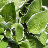 Francee Hosta