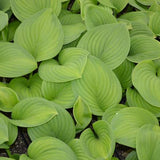 Guacamole Hosta