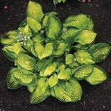 Rainforest Sunrise Hosta