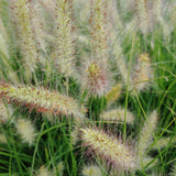 Cassian Fountain Grass