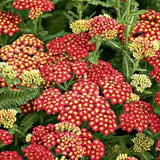 Seduction Strawberry Yarrow