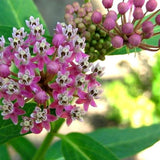 Cinderella Swamp Milkweed