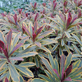 Ascot Rainbow Spurge