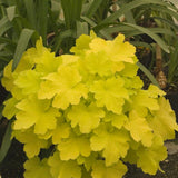 Citronelle Coral Bells