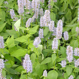 Blue Fortune Hyssop