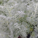 Powis Castle Artemisia