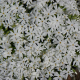 Snowflake Creeping Phlox