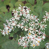 White Wood Aster
