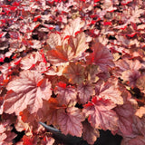 Carnival Watermelon Coral Bells