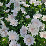 Divinity Stokes' Aster