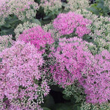 Neon Sedum