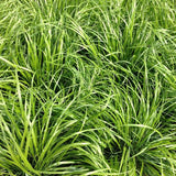 Korean Feather Reed Grass