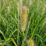Redhead Fountain Grass