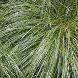 Sporobolus