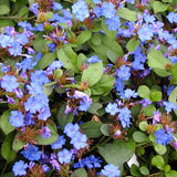 Plumbago