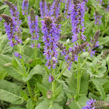 May Night Salvia