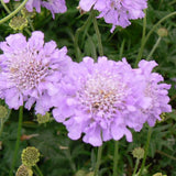 Butterfly Blue Pincushion Flower