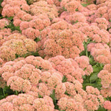 Autumn Joy Sedum
