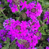 Homestead Purple Verbena