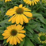 Sombrero Lemon Yellow Coneflower