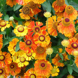 Mardi Gras Helenium