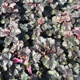Midnight Rose Coral Bells