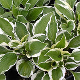 Patriot Hosta