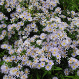 Woods Light Blue Aster