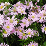 Woods Pink Aster