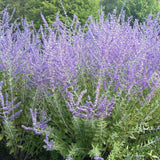 Little Spire Russian Sage